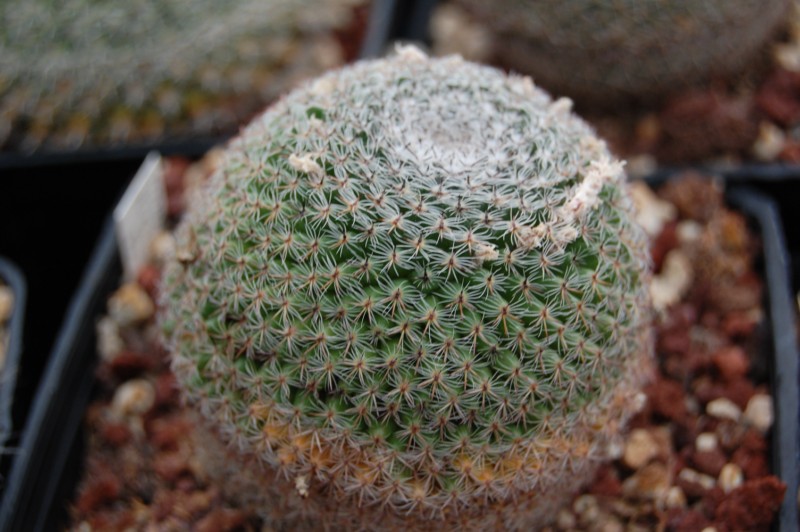 Mammillaria formosa ssp. microthele BZ 30