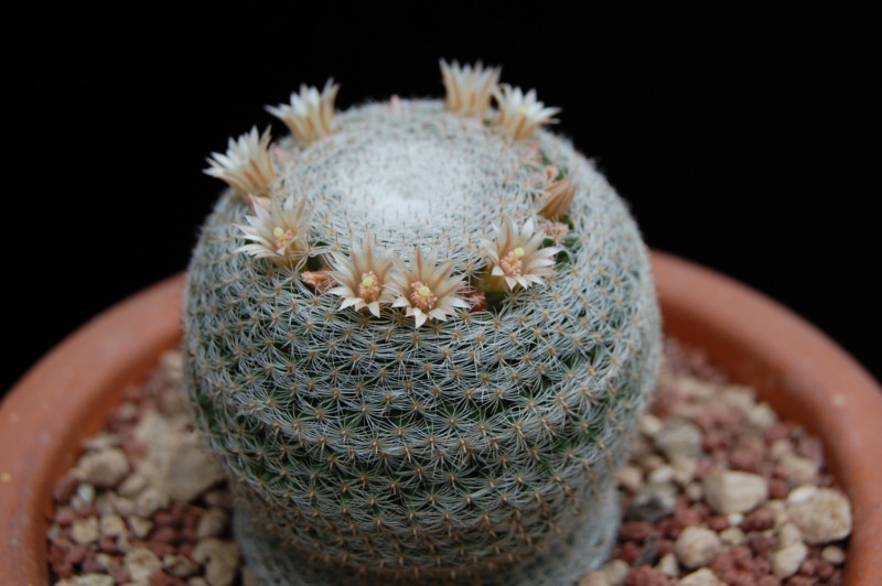 Mammillaria formosa ssp. microthele v. superfina 