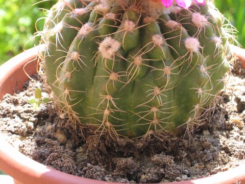 Parodia werneri 