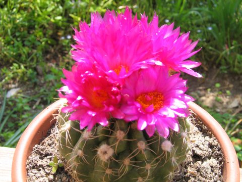 Parodia werneri 