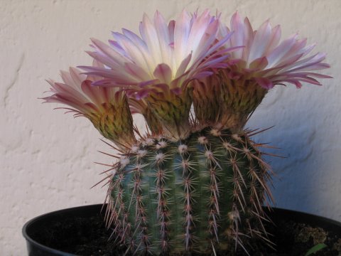  B - Parodia mammulosa???? 