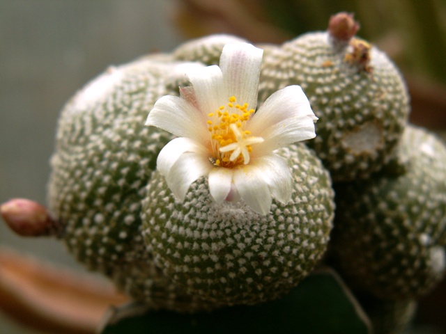 Blossfeldia liliputana 