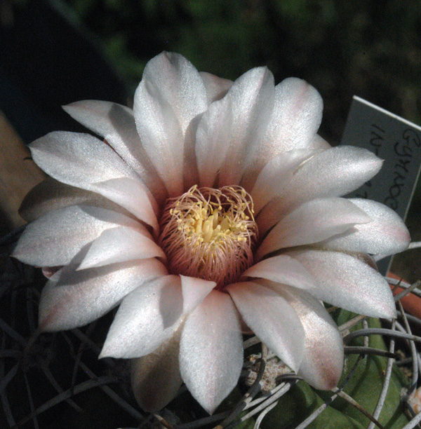 Gymnocalycium intertextum 