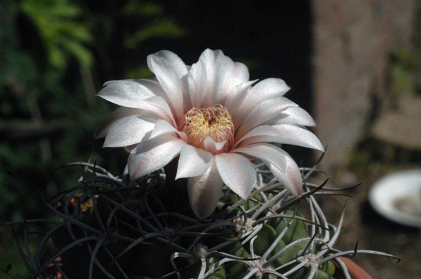 Gymnocalycium intertextum 