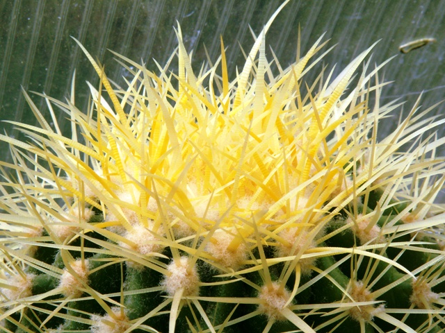 Echinocactus grusonii 