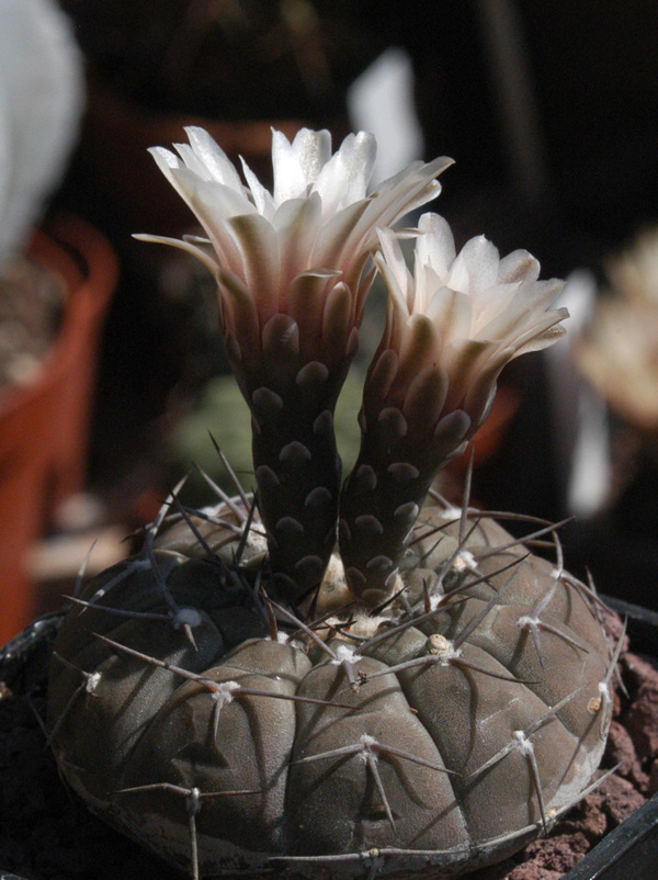 Gymnocalycium stellatum 