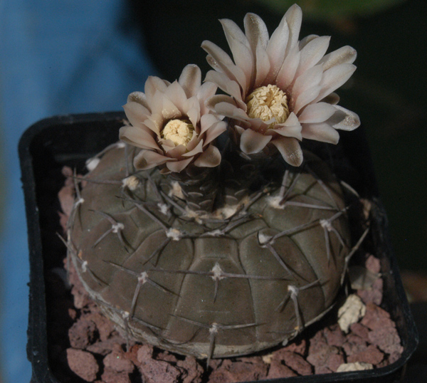 Gymnocalycium stellatum 