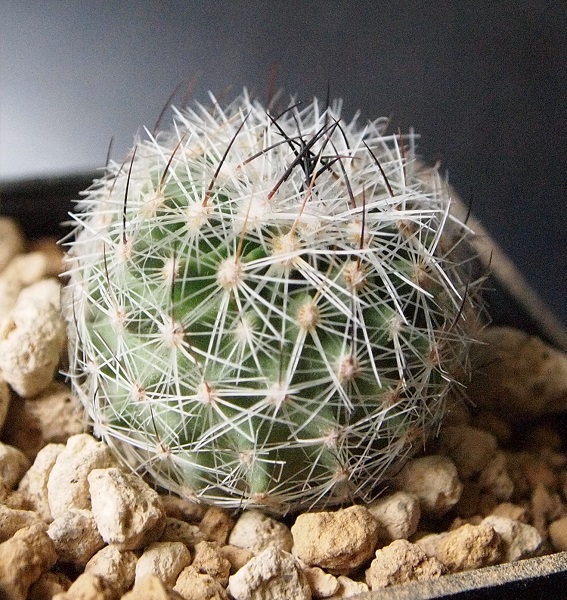 echinofossulocactus ochoterenanus  