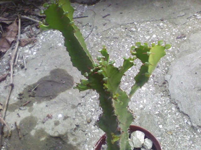 Euphorbia  