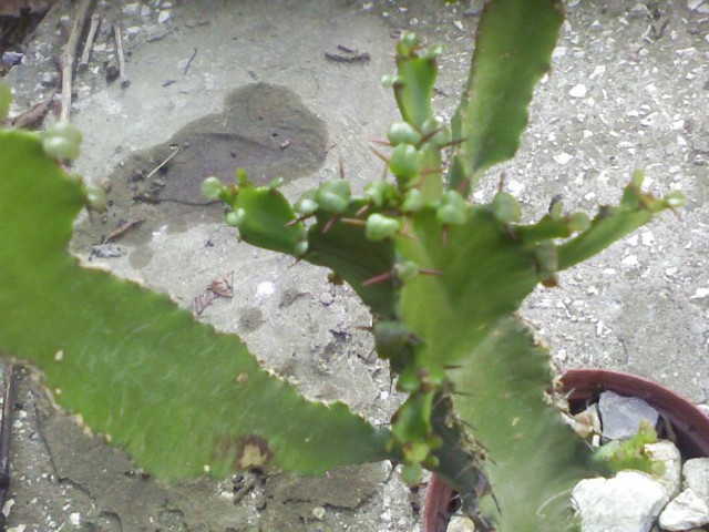 Euphorbia  