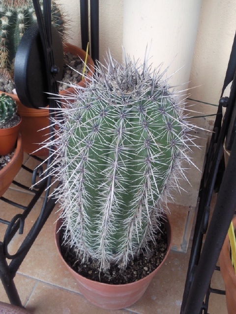 Carnegiea gigantea 