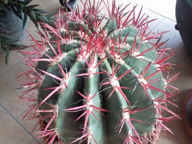 Ferocactus stainesii 