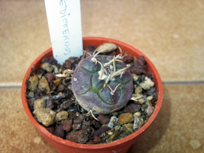 Turbinicarpus schmiedickeanus 