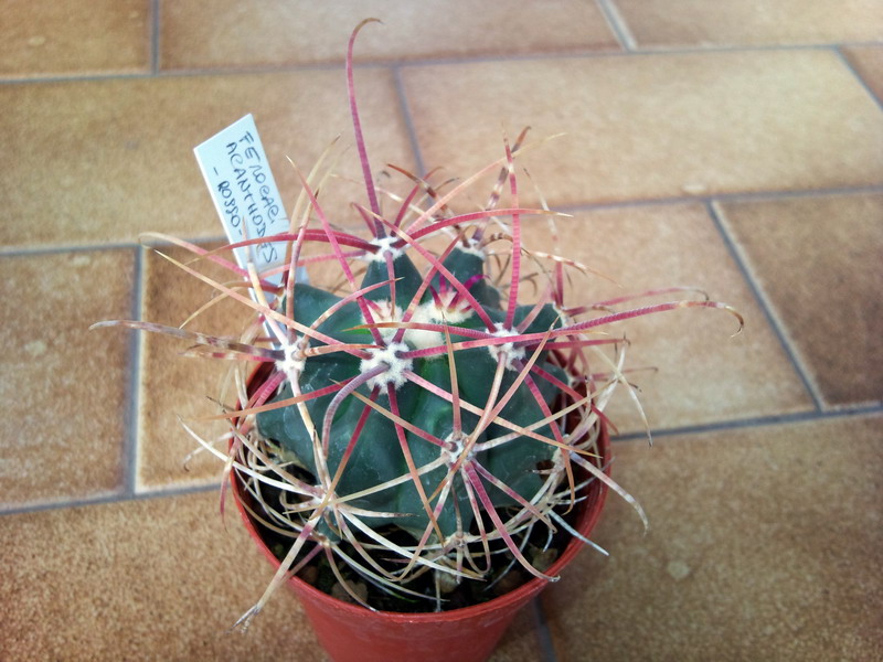 Ferocactus acanthodes 