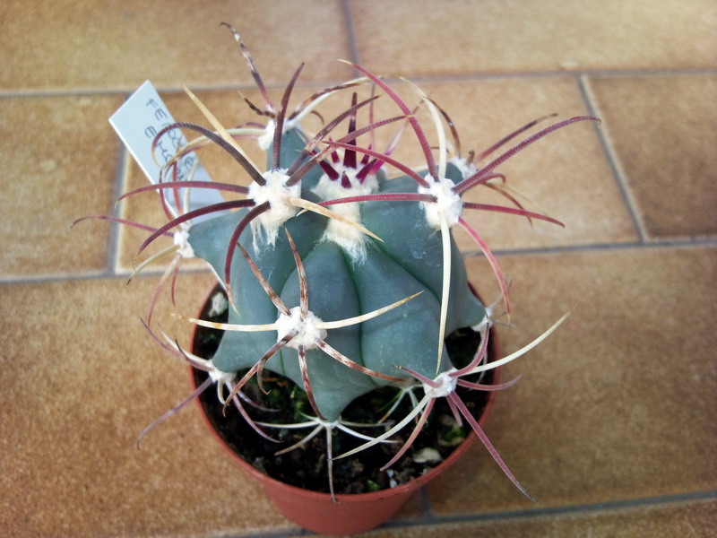 Ferocactus emoryi 