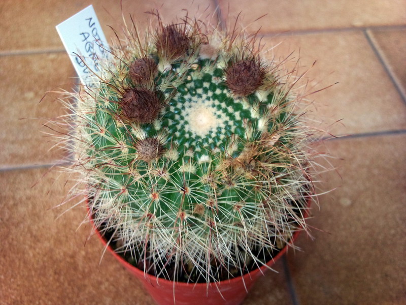 notocactus agnetae