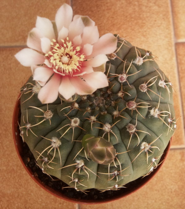 Gymnocalycium quehlianum 