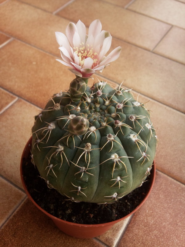 Gymnocalycium quehlianum 