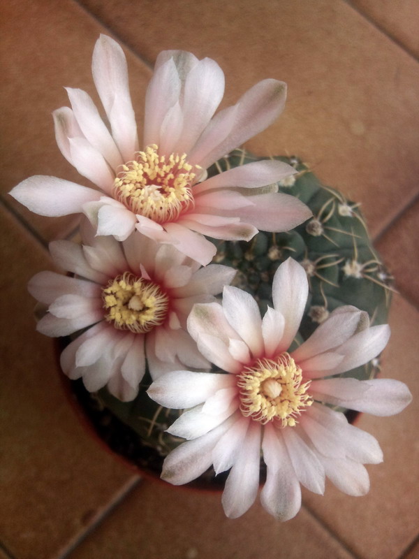 Gymnocalycium quehlianum 