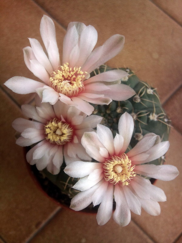 Gymnocalycium quehlianum 