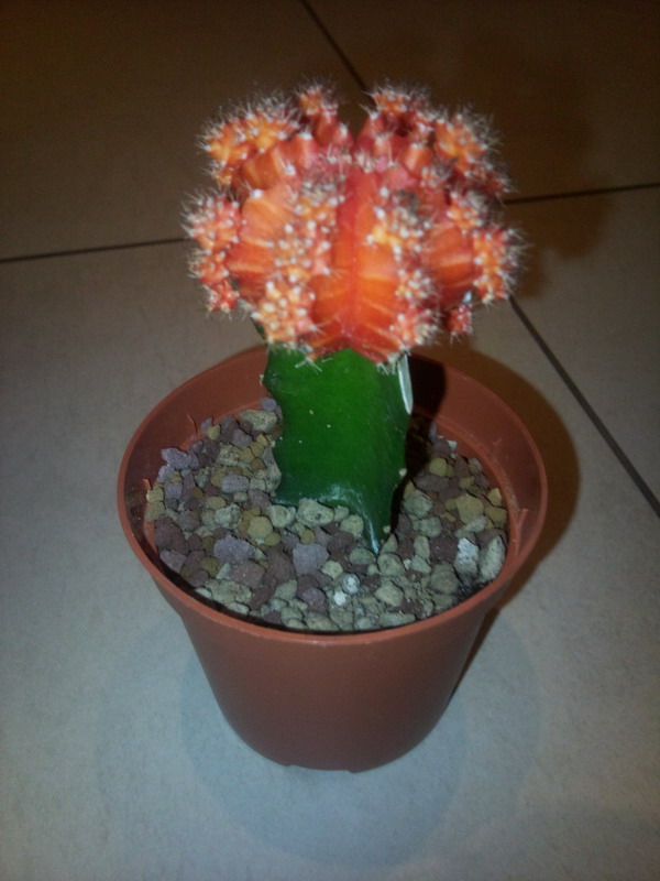 Gymnocalycium mihanovichii hibatum 