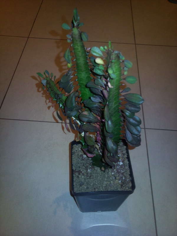 Euphorbia trigona v. rubra 