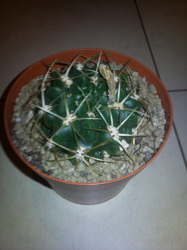 Gymnocalycium monvillei 