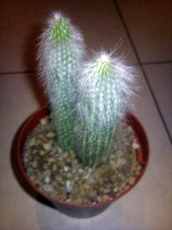 Cleistocactus strausii 