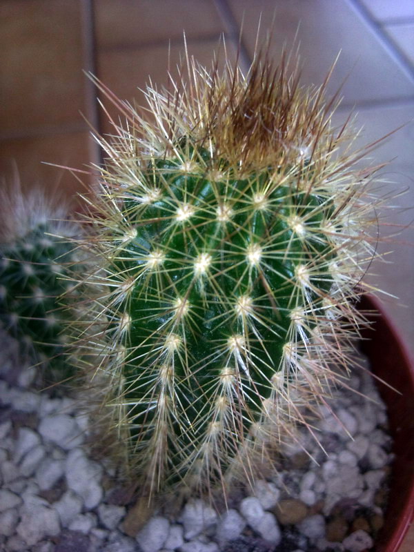 Weberbauerocereus longicomus 