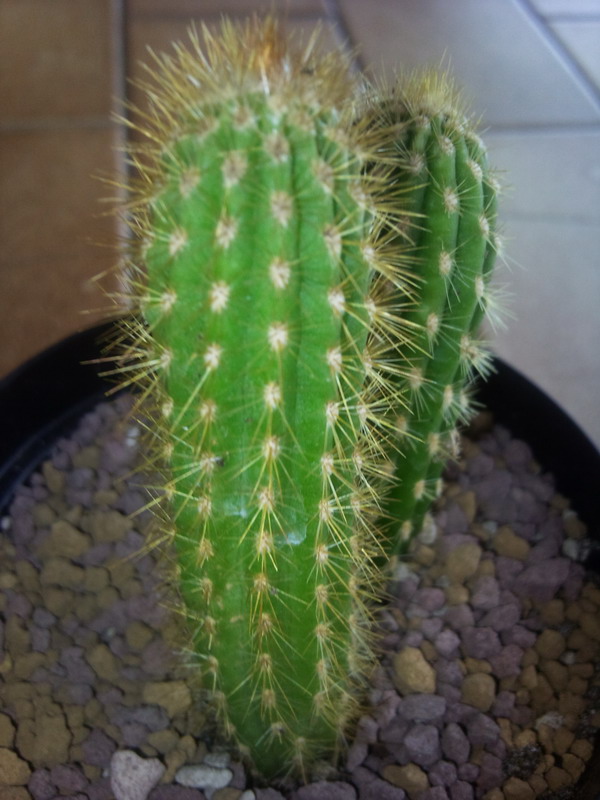 Cleistocactus  