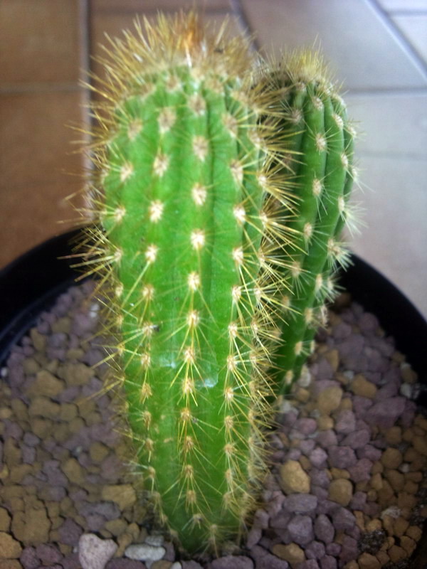 Weberbauerocereus johnsonii 