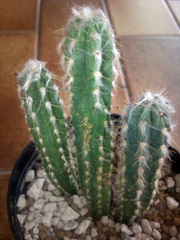 Pilosocereus glaucescens 