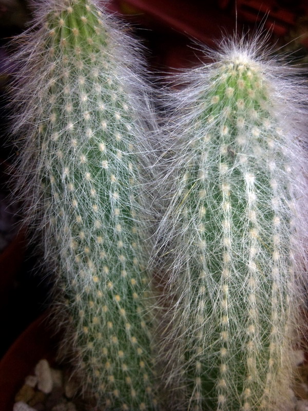 Cleistocactus strausii 