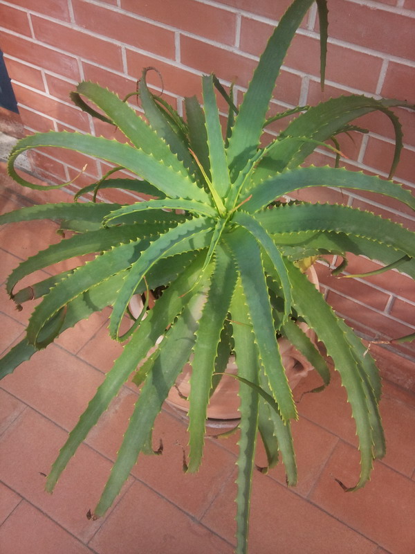 Aloe arborescens 