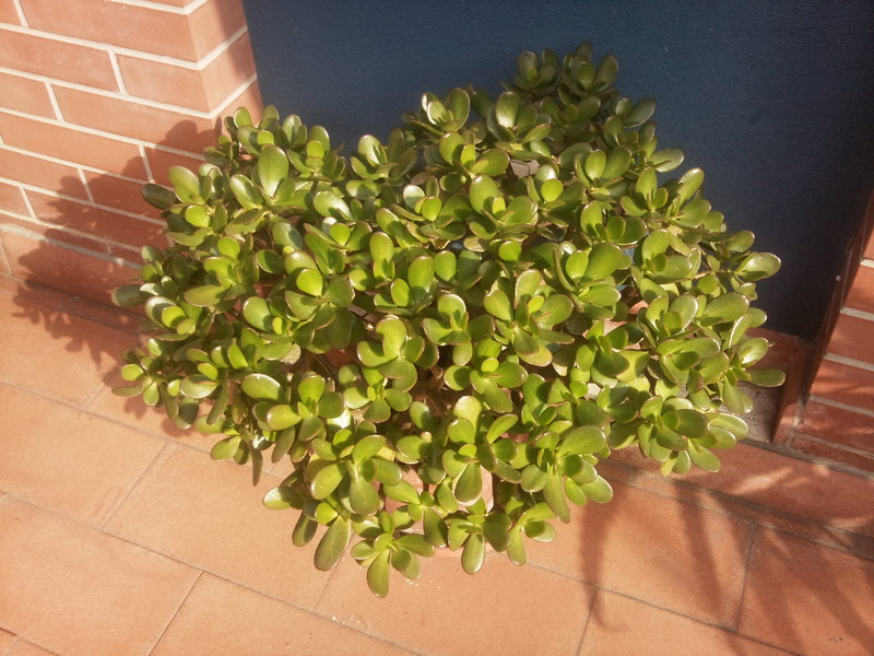 Crassula ovata 