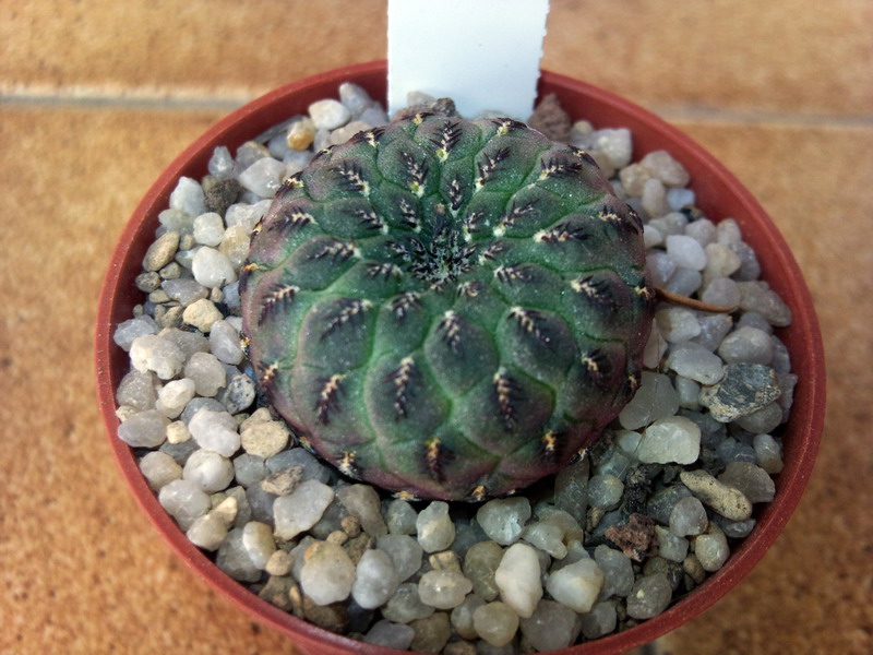 Sulcorebutia rauschii 