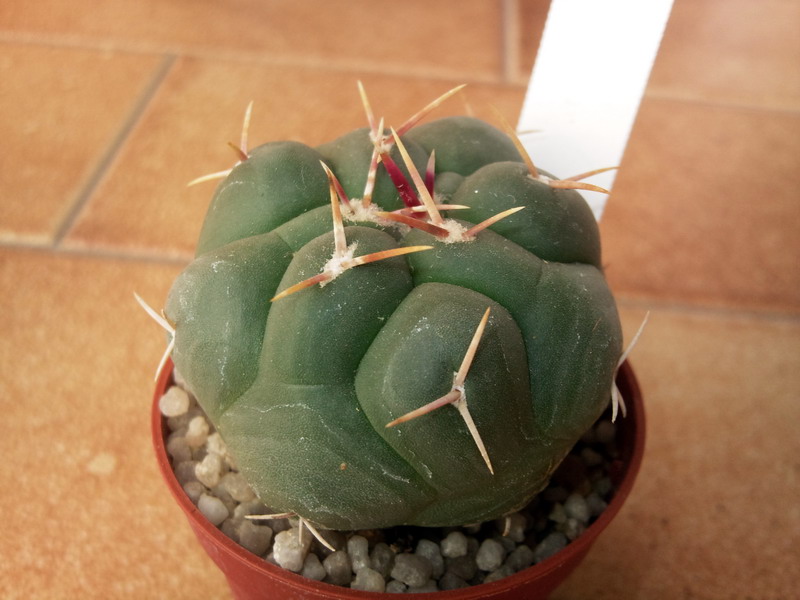 Thelocactus hexaedrophorus 