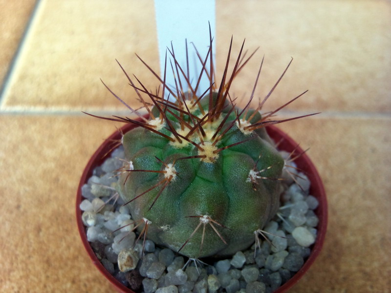 Copiapoa gigantea 