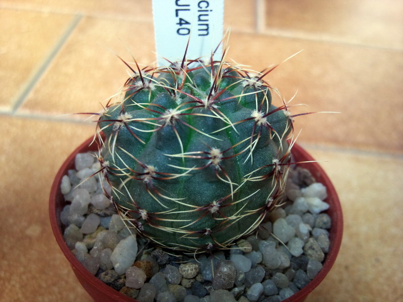 Gymnocalycium erinaceum JL40