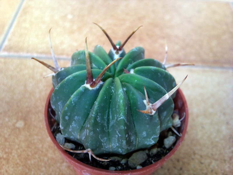 Stenocactus coptonogonus 