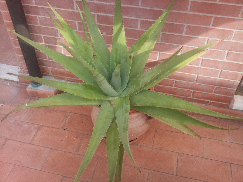 Aloe vera 