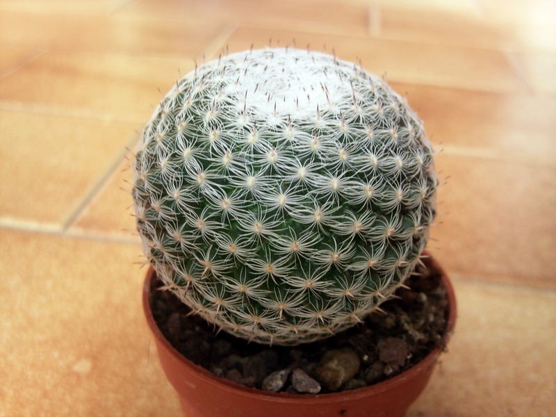 Mammillaria perbella 