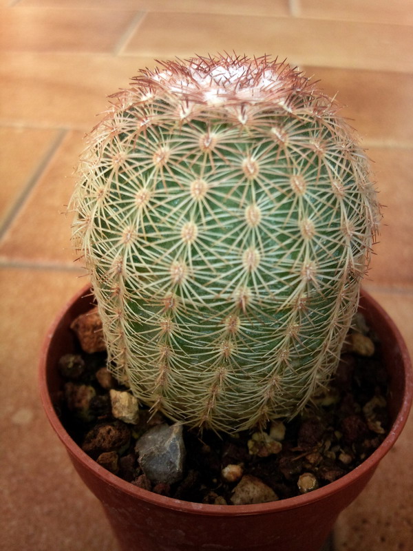 Echinocereus  rigidissimus 