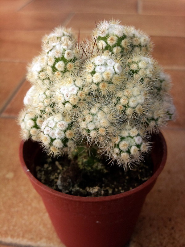 Mammillaria gracilis f. monstruosa 