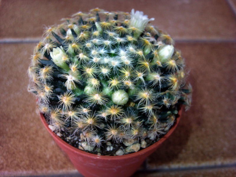 Mammillaria schiedeana 