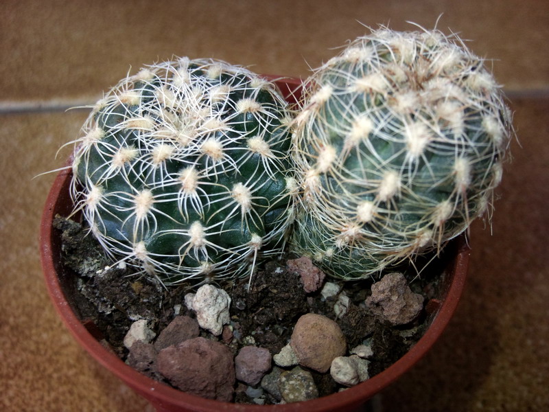 Gymnocalycium bruchii 