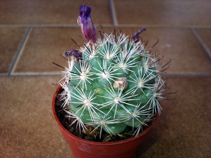 Mammillaria bartschella schumannii v. globosa 