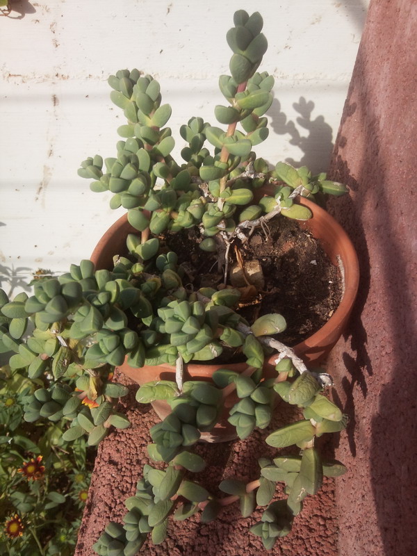 Corpuscolaria  
