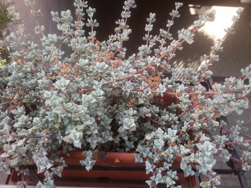 Oscularia deltoides 