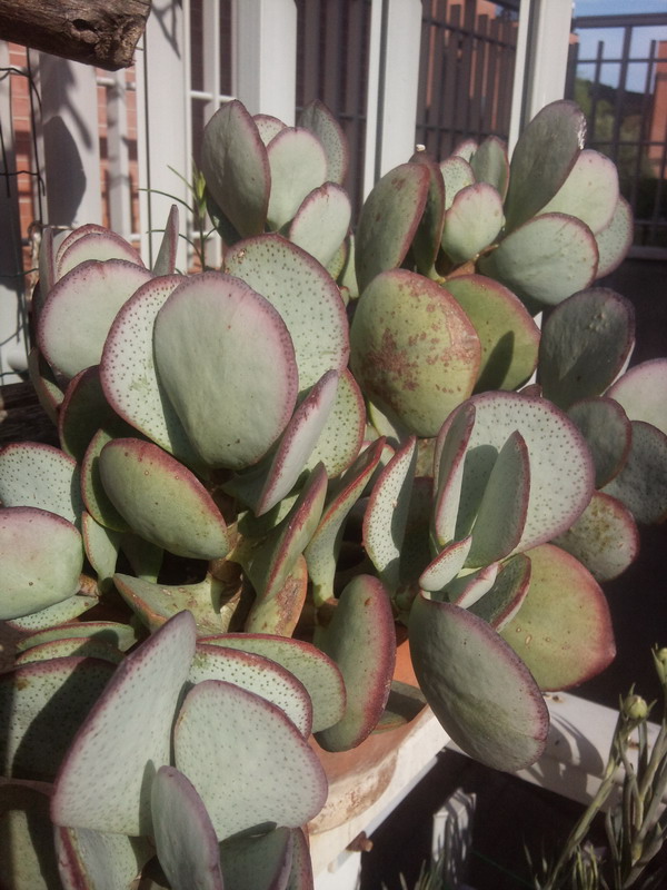 Crassula arborescens 